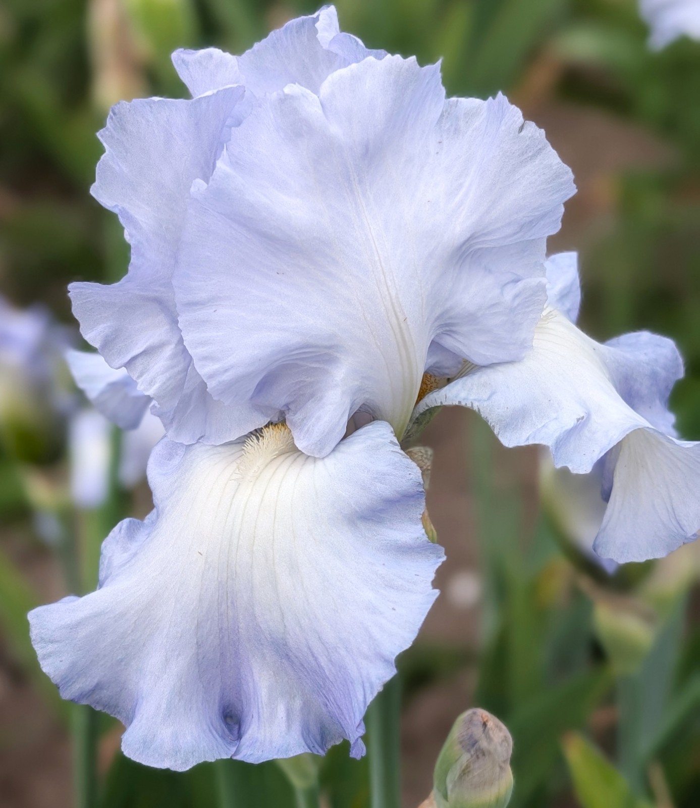 Light blue very beautiful ‘TB Bearded Iris Rhizome PRE-SALE to Ship Aug/Sept