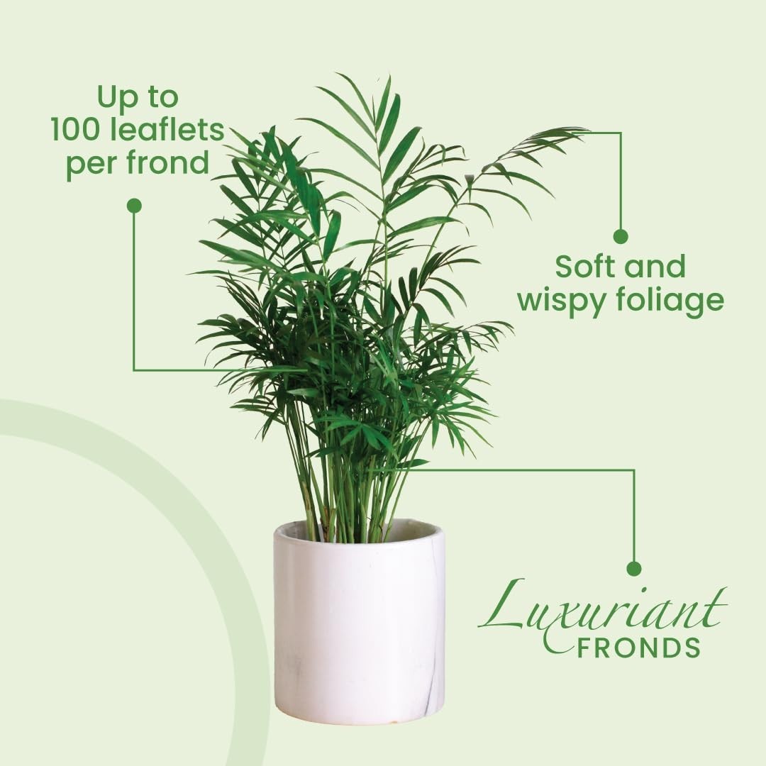 Tropical Areca Palm Plant – 10″ Pot, Lush Feathery Fronds, Pet-Friendly Indoor/O
