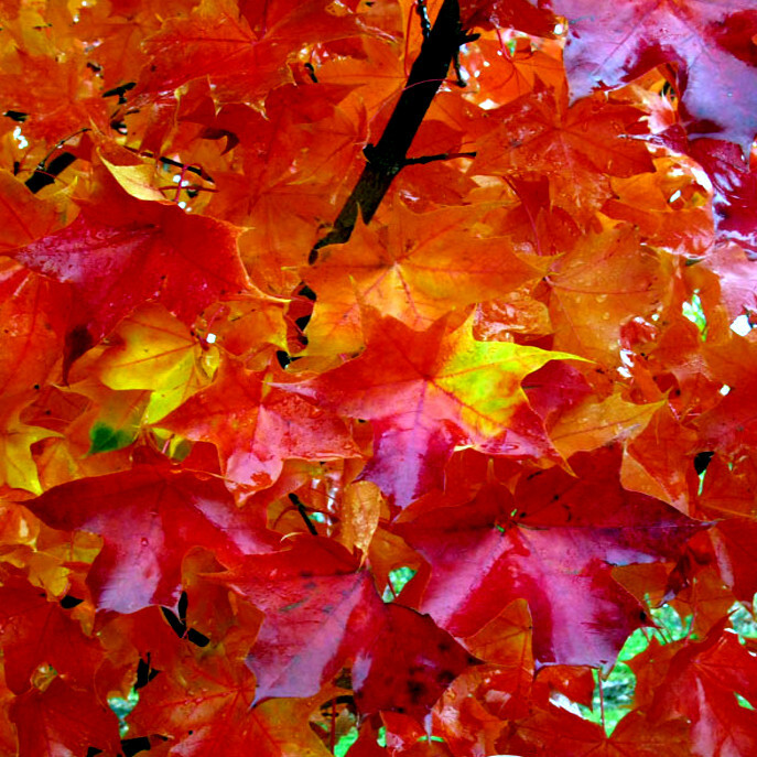 *RED SUNSET* Japanese Maple (Acer rubrum) Tree Seeds, Landscaping or Bonsai