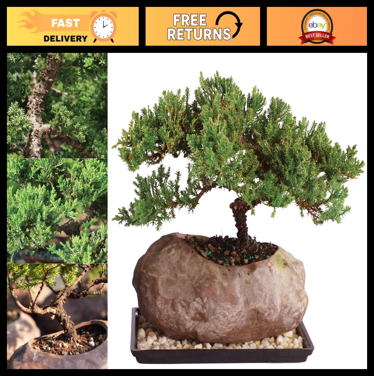 Live Green Mound Juniper Bonsai Tree – 5 Years Old, 6-10″ Tall, Easy Care Plant