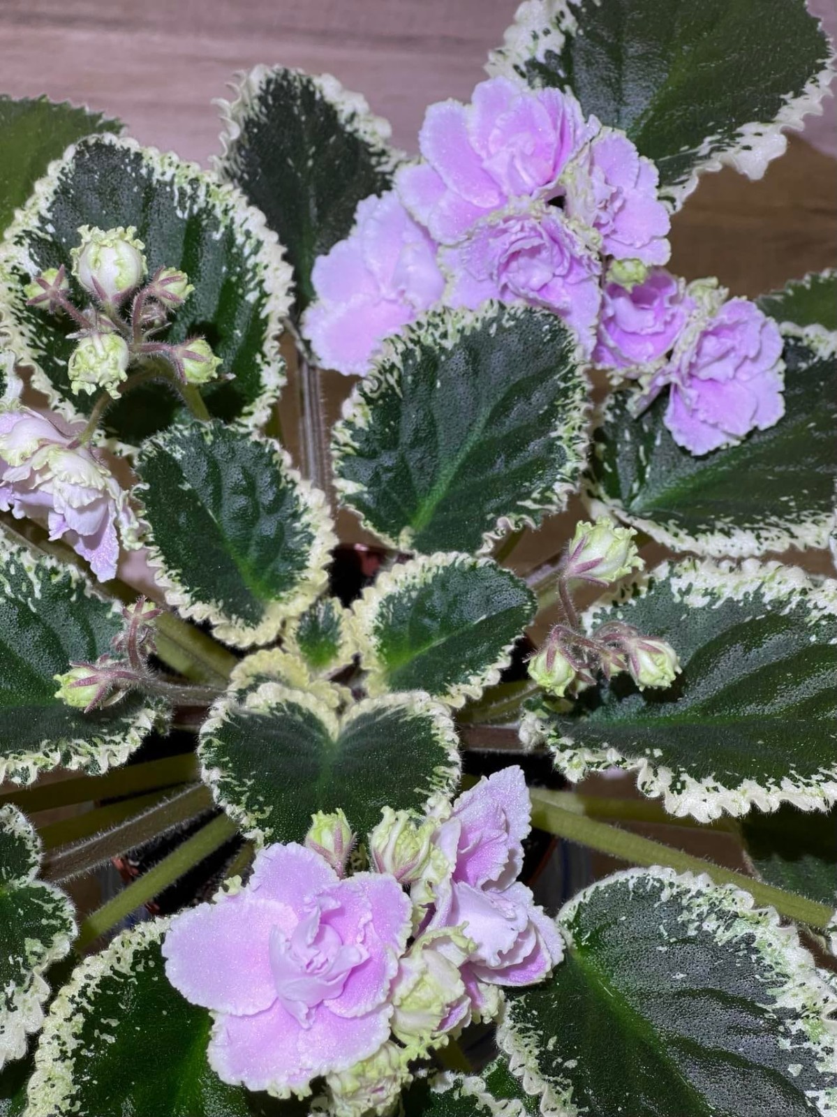2 African Violet Leaves ~ * HUNTER’S SLIPPERY WHEN WET * ~