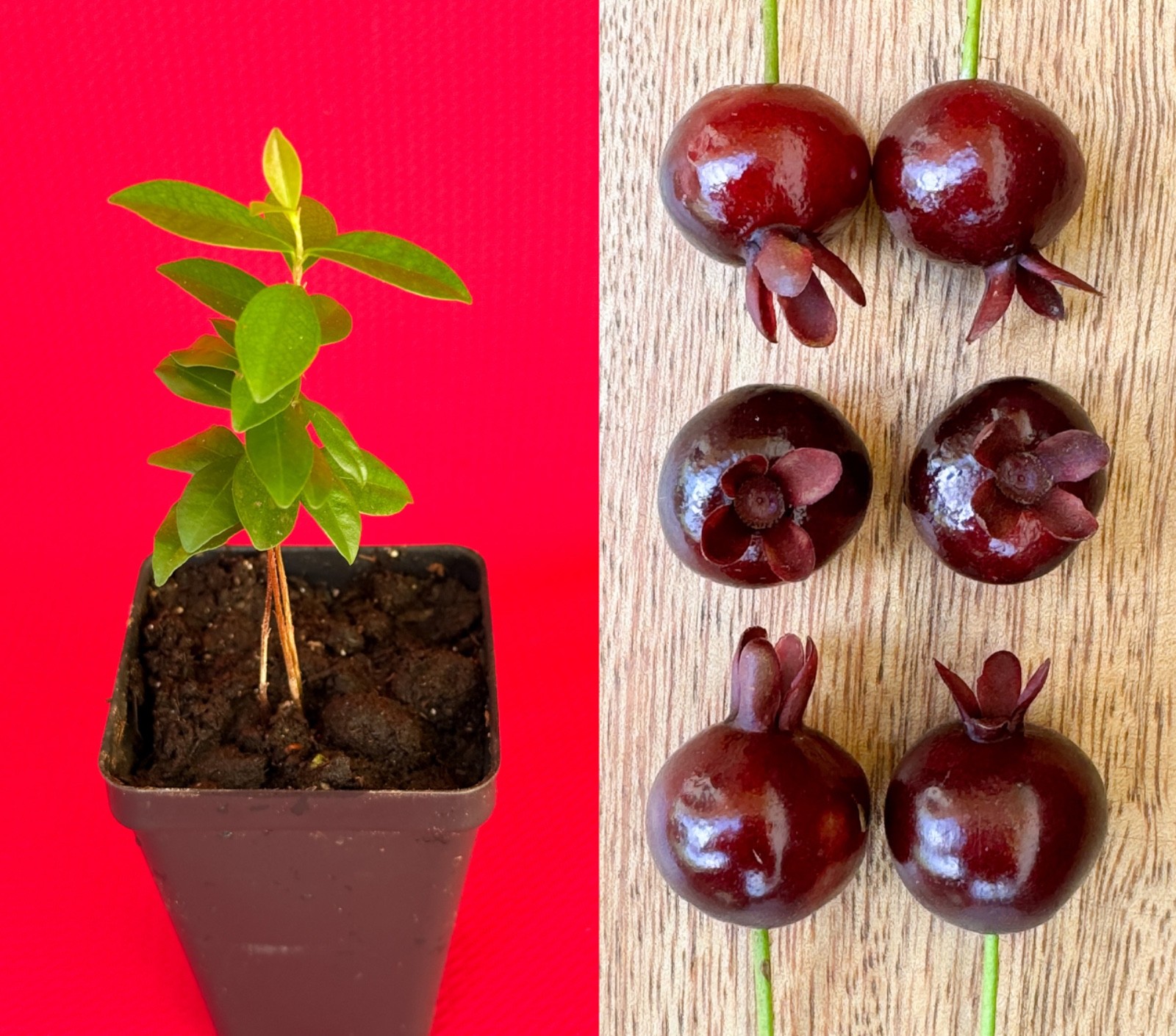 Dwarf Grumichama Eugenia Itaguehiensis Cherry Tropical Fruit Tree Starter plant