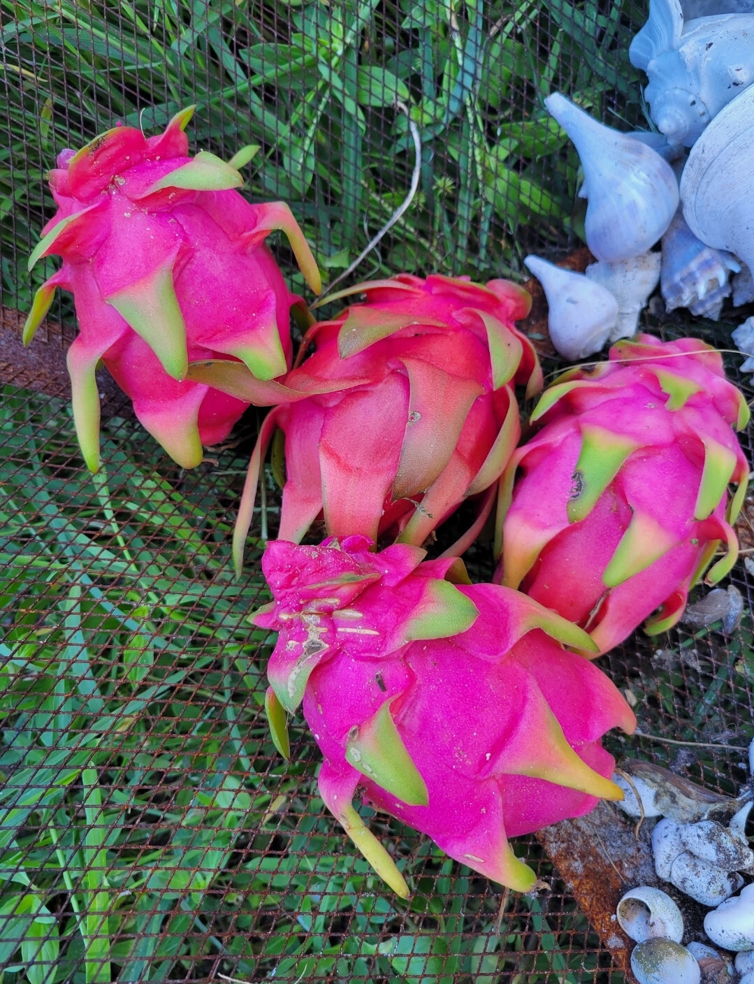 Pink / White Dragonfruit Seeds / ORGANIC / FLORIDA GROWN (50)