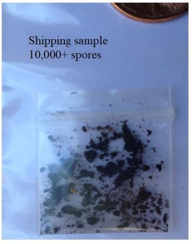 Portabella (Portobello) Mushroom seeds, 10,000 Spores