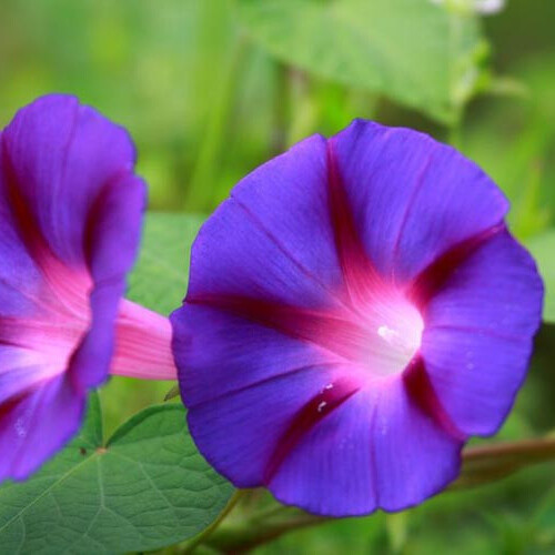Grandpa Ott Morning Glory Seeds | 3″+ Deep Purple Flowers | Free Shipping | 1183