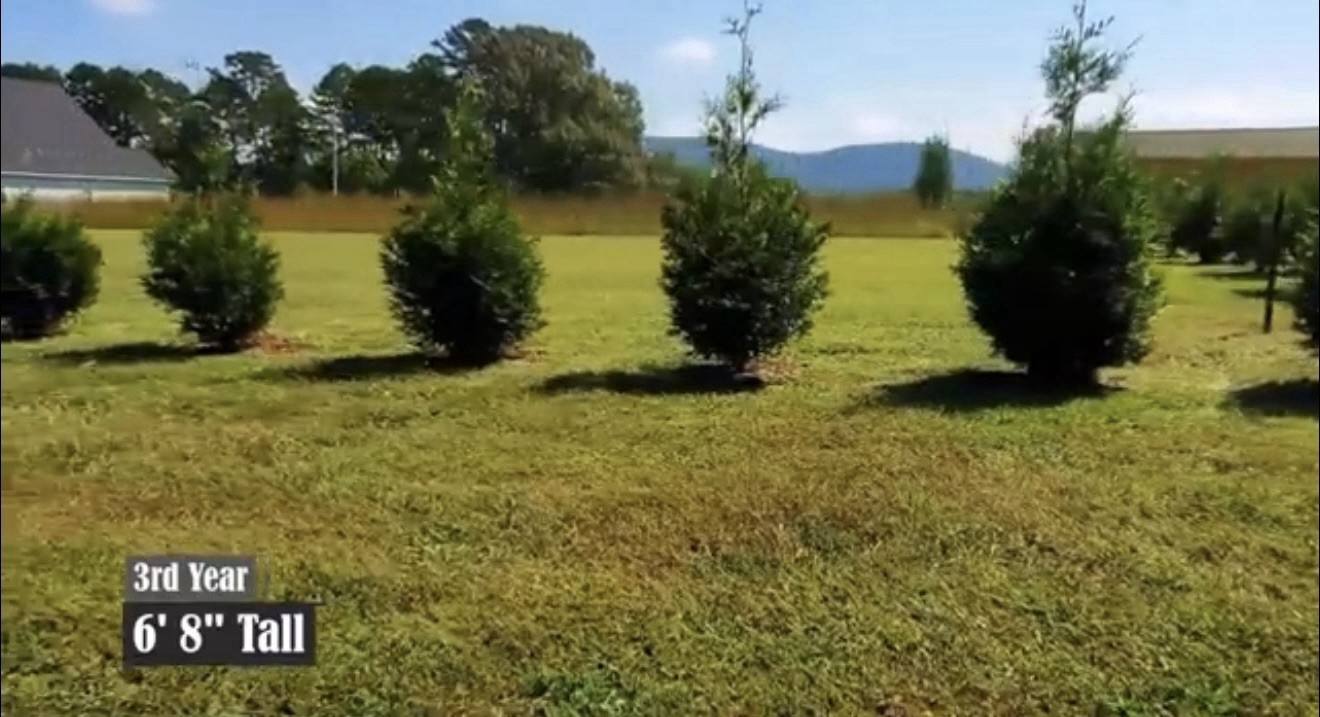 Pack of 3! Arborvitae Thuja GREEN GIANT 2.5’-3.5’ – Fast Growing Privacy Fence