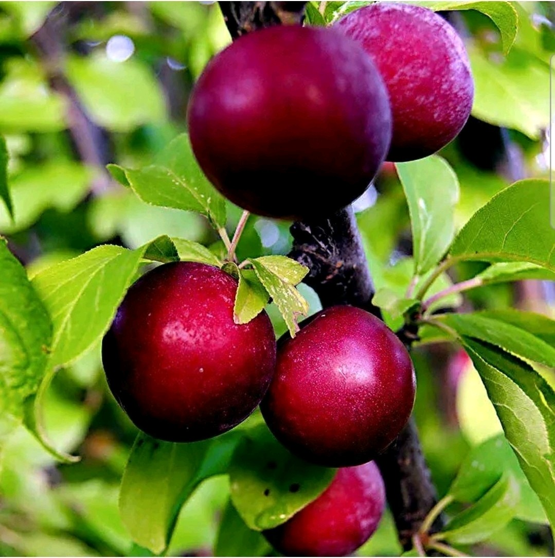 100 AMERICAN PLUM TREE SEEDS (Prunus americana) Fast Flower Plant high quality