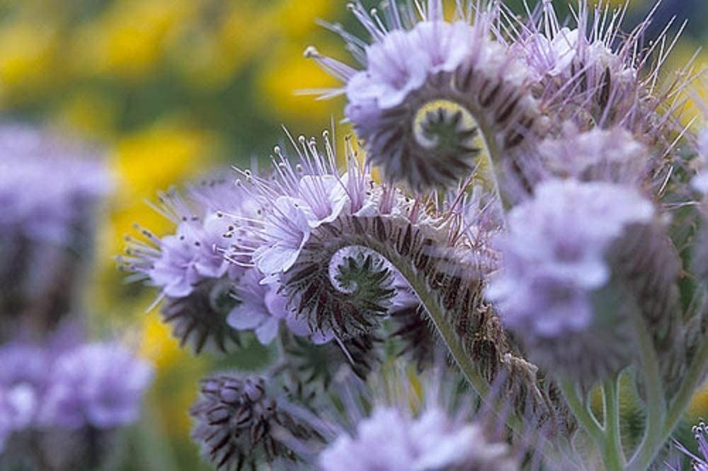 Lacy Phacelia Flower Seeds, “COOL BEANS N SPROUTS” Brand. Home Gardening.