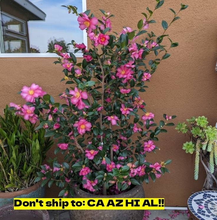 Garden Kanjiro Camellia in3 GalPot OutdoorFlowering Starter Plant Ready to Plant