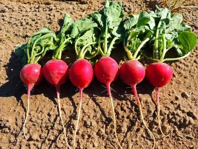 Crimson Giant Radish Seeds, NON-GMO Free Shipping!