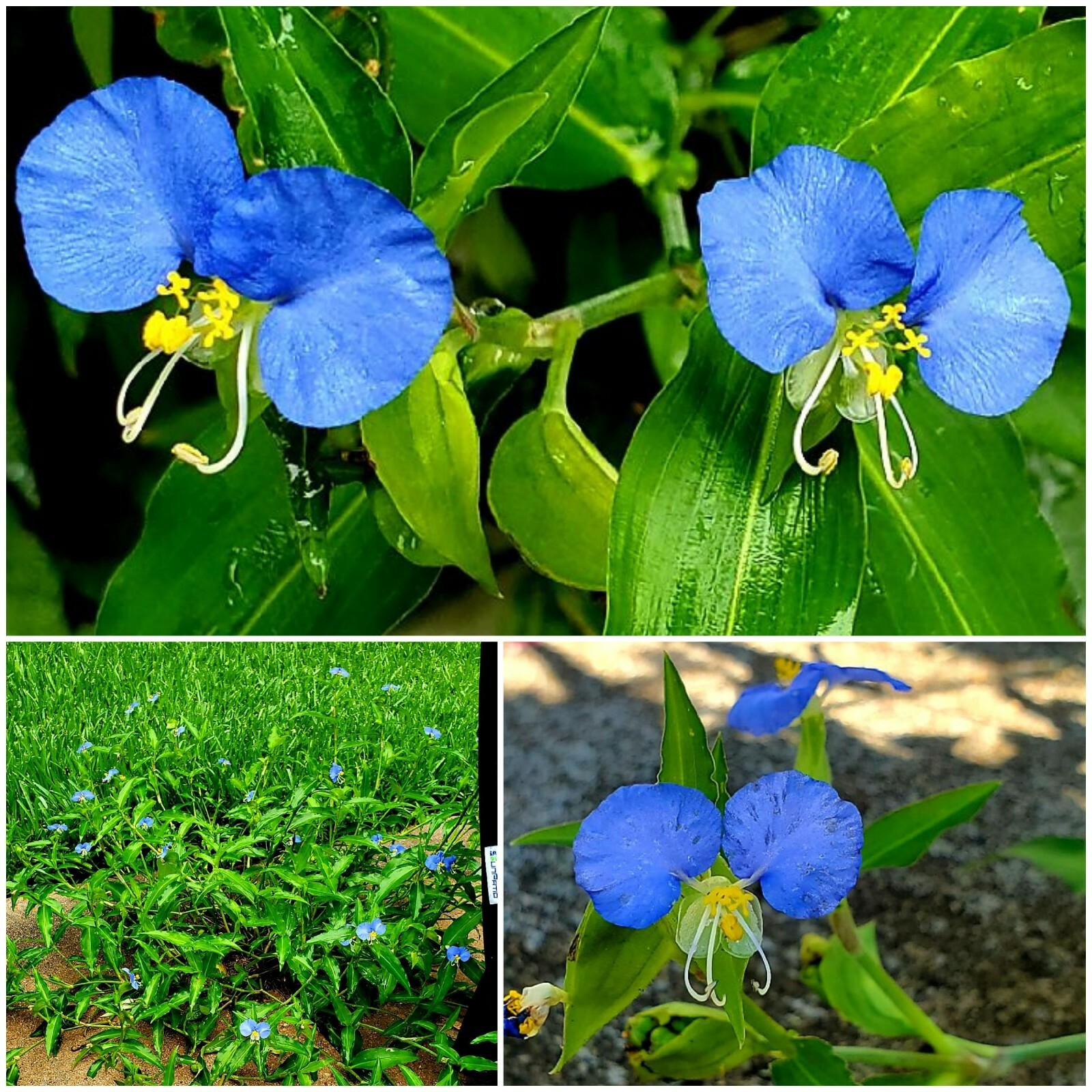 15 Spiderwort Day Lily Plants, Wandering Jew Blue, Outdoor