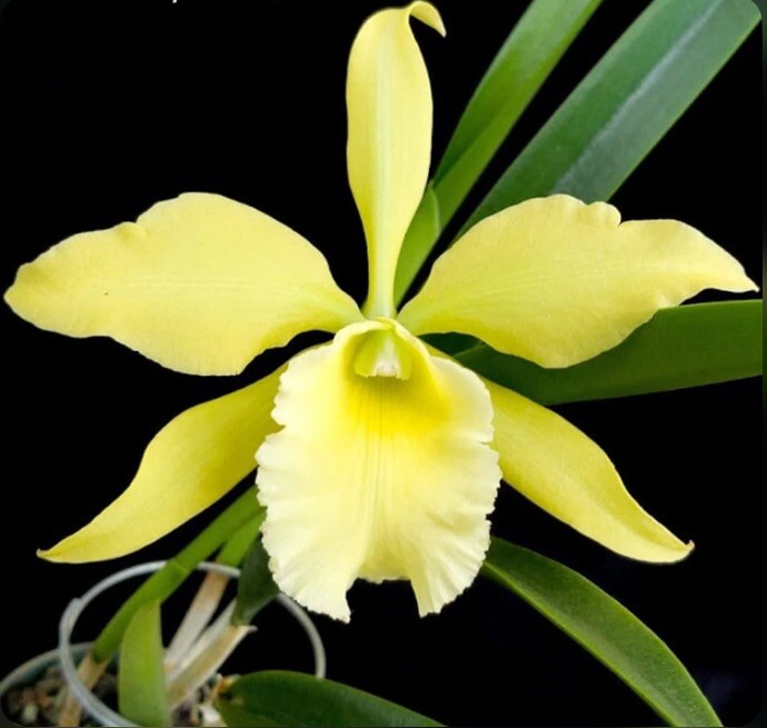 Rlc Everything Nice ‘Showtime’ Green White Fragrant Mericlone Orchid 2.5” Pot