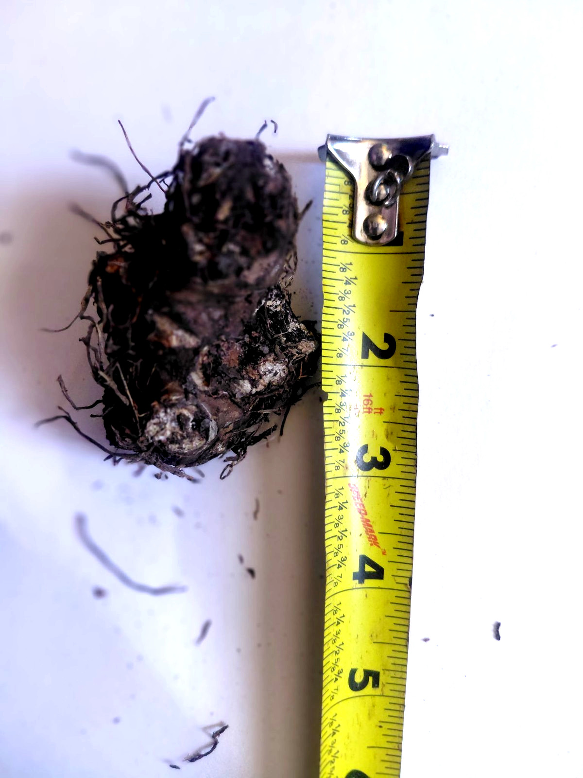 FIREFLY Caladium Bulbs for Planting 1 BULB direct from Florida Plantation