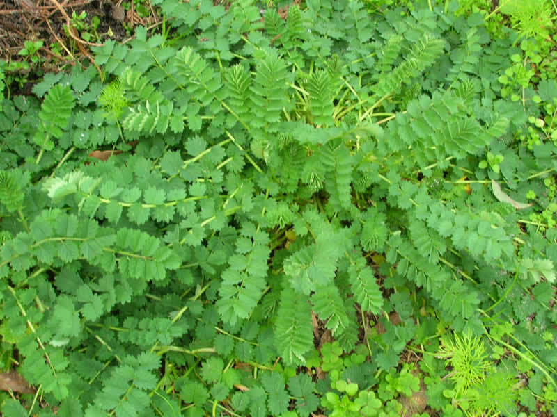 Herb Seed: Salad Burnet Seeds 400+ Seeds Fresh Seed FREE Shipping