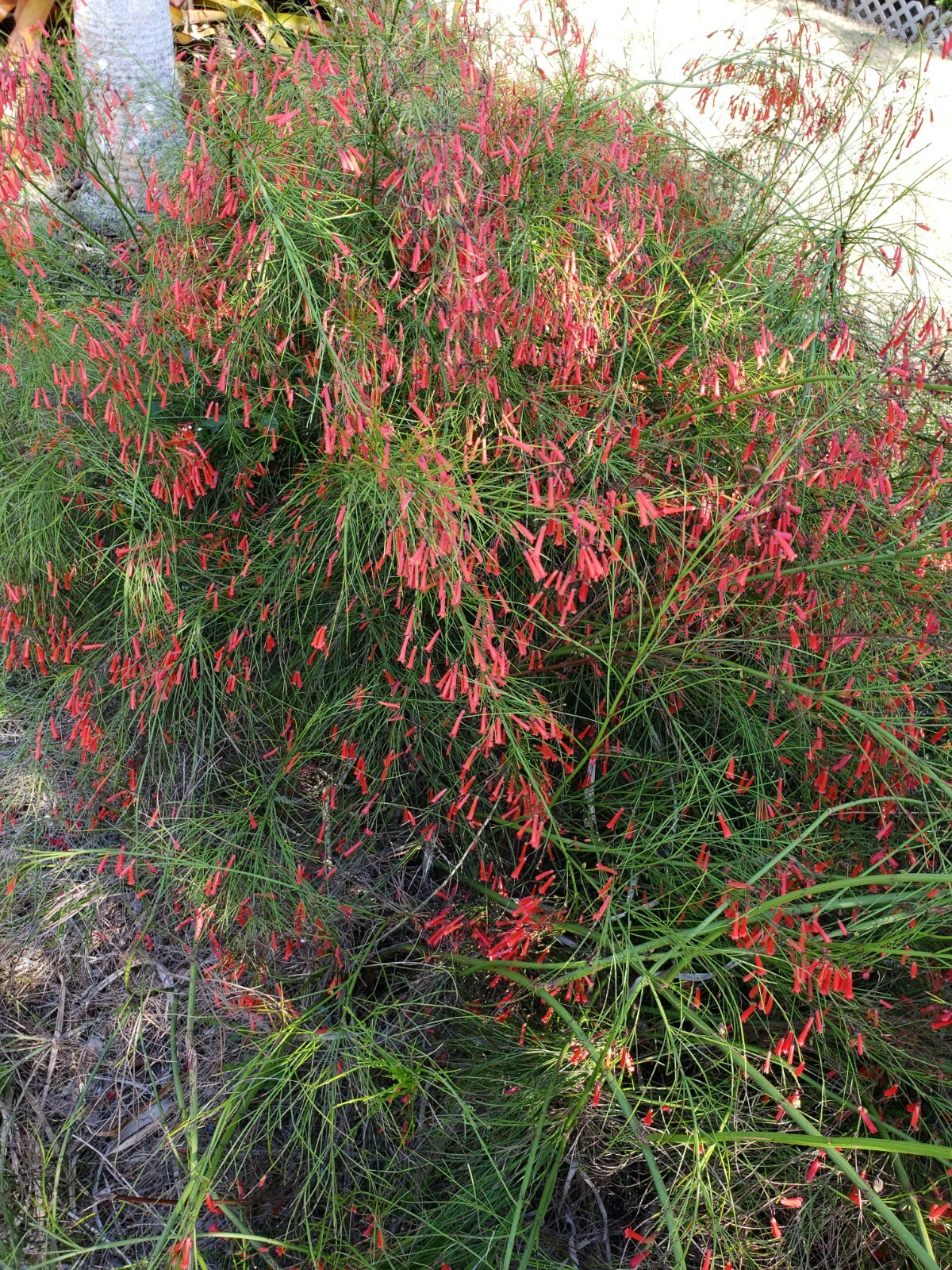FIRECRACKER FERN Red Flowers Bush Low full green Ground Cover – 10 Cuttings