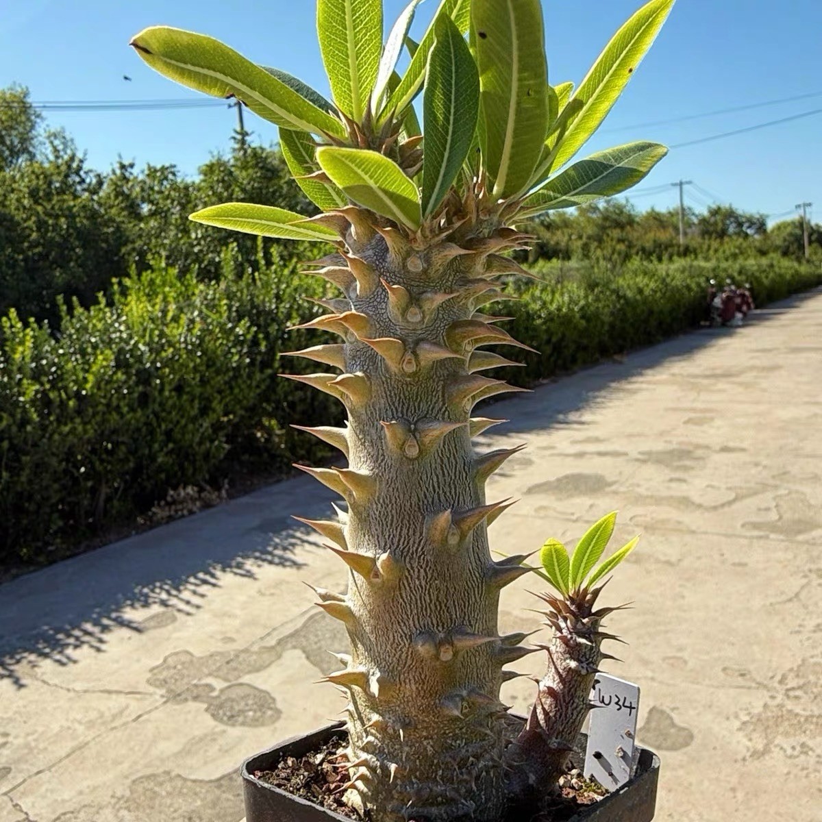Pachypodium densiflorum Rare Caudex Succulent Exact Plant