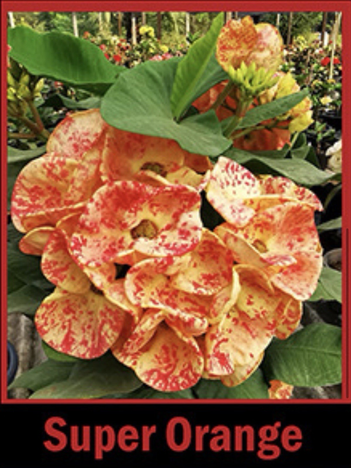 Super Orange Crown Of Thorns Euphorbia Milii CHRIST PLANT SMALL STARTER PLANT