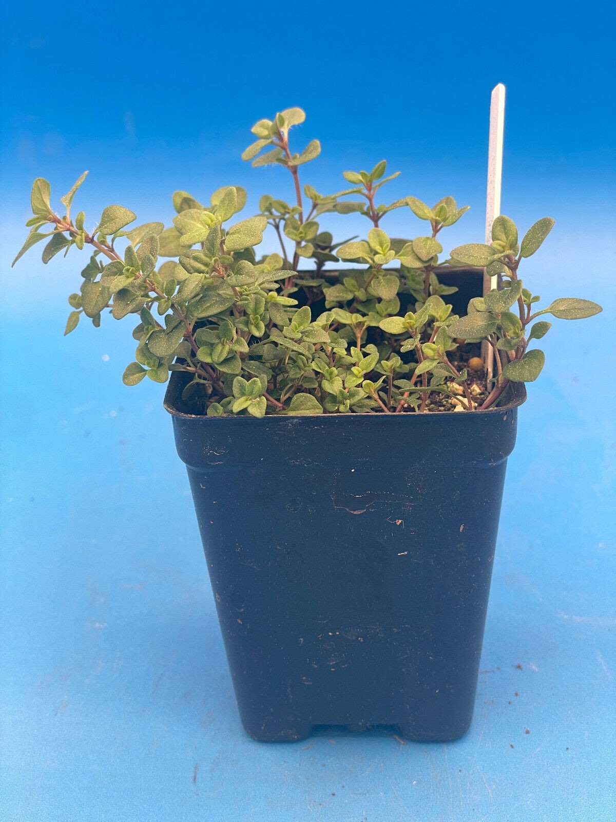 Wild Thyme Live Plant 3″ Starter Pot – Thymus praecox