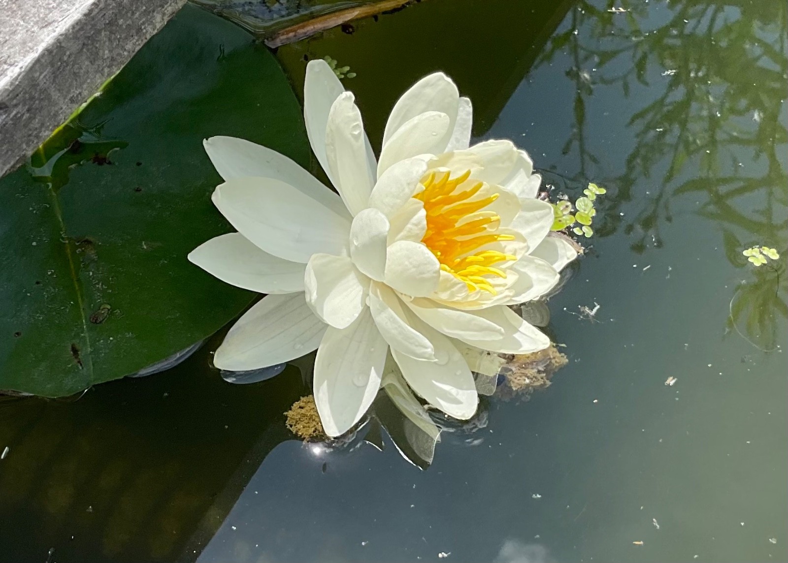 Live WHITE Water Lily – Very Hardy Pond Plant – Nice 1”-2” tuber! Bare Root