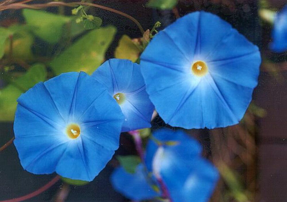 1oz Morning Glory Heavenly Blue Flower Seeds (800+ Seeds)