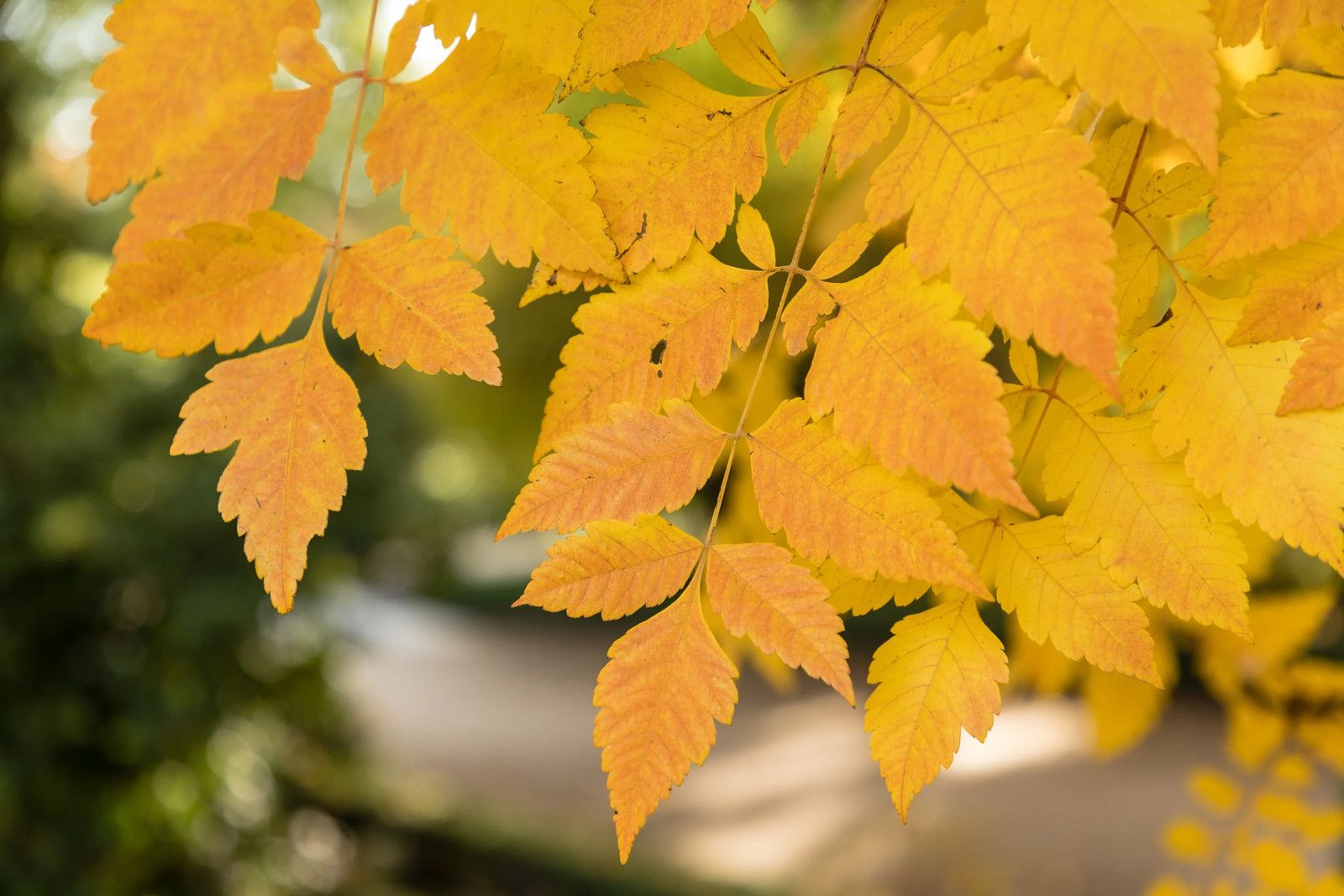 10 DWARF GOLDEN RAIN TREE Koelreuteria Paniculata Nana Yellow Flower Seeds