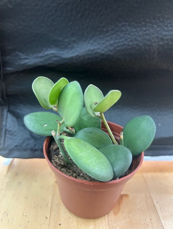 Live String of Coins Plant (Xerosicyos danguyi) – 2.5″ Pot – Trailing Succulent