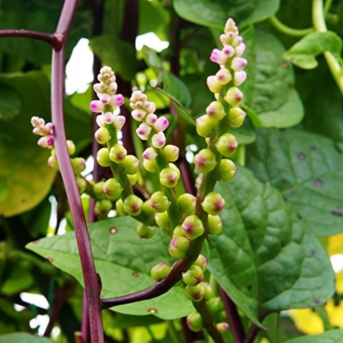 Basella Rubra Malabar Spinach Seeds -00 Pcs. Perennial, Humid & 100 Seeds 1