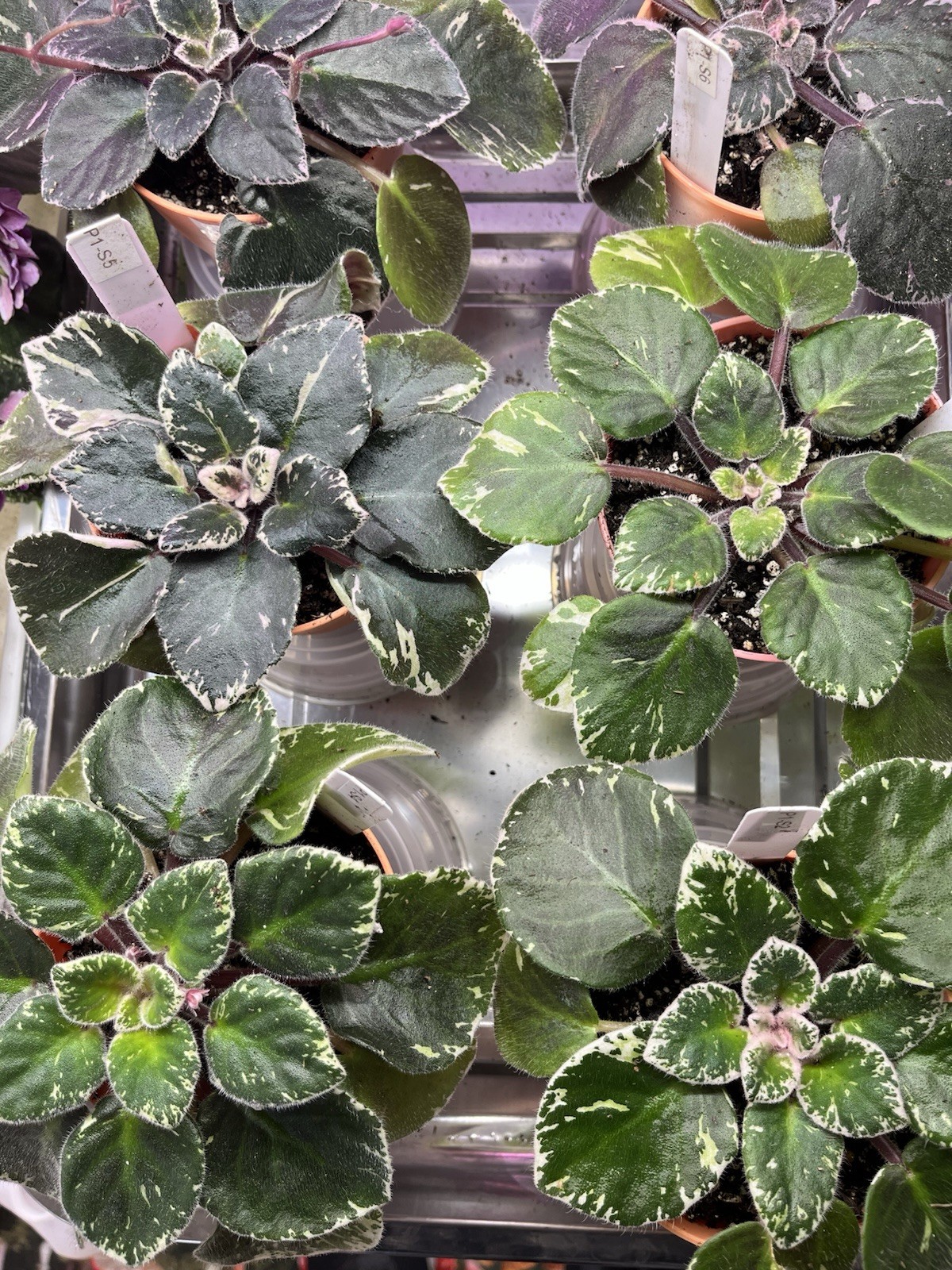 Variegated African Violet Seeds 50 Plus -Mixed Colors – Genuine Saintipaulia