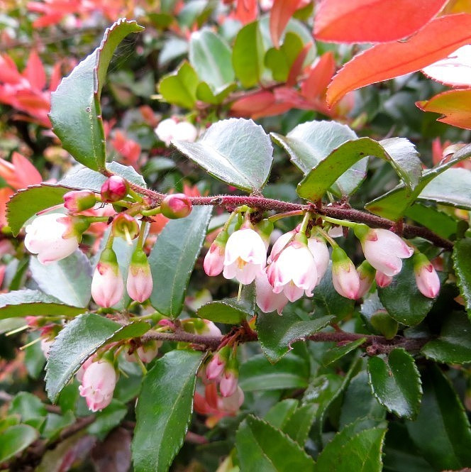 Free Shipping – Set 6 Evergreen Huckleberry Live Plants – 4-6″ Tall – No Pot