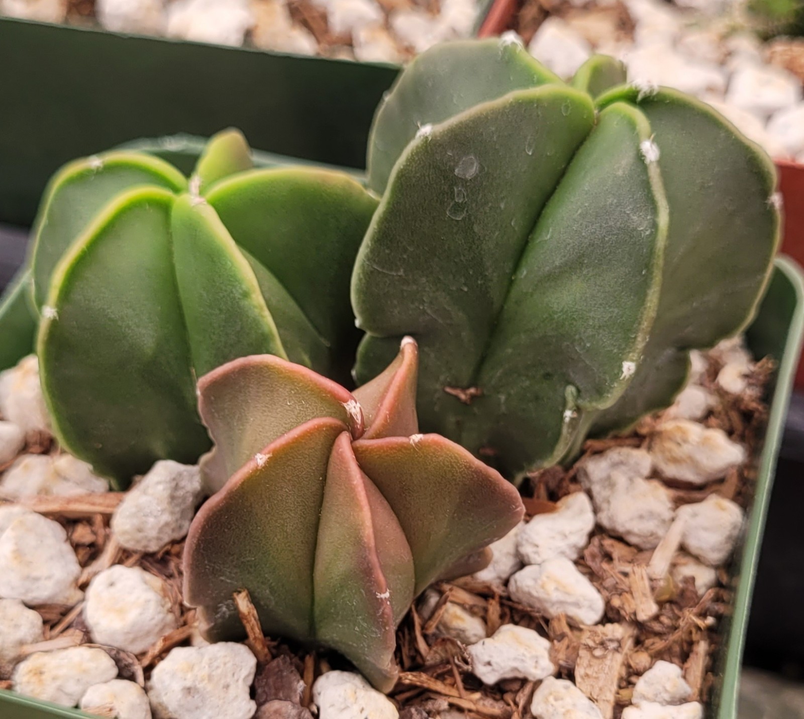 3 Astrophytum Myriostigma F. Nudum Seedlings – Bare Root