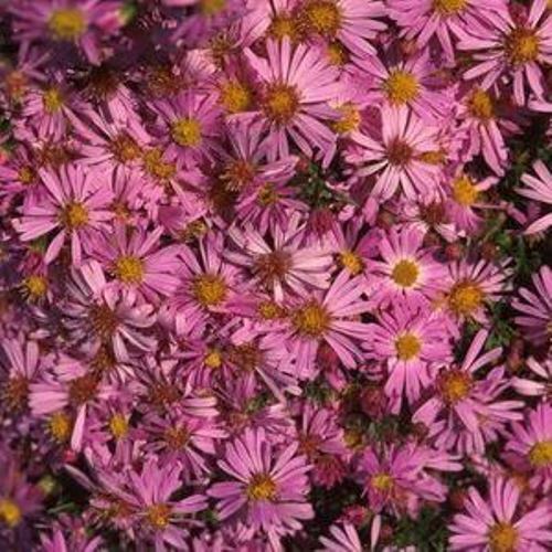 sun aster WOODS PINK compact short native flower 2.5″ pot = 1 Live Potted Plant