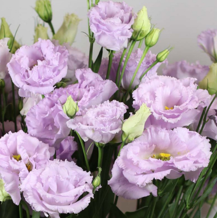 Voyage 2 Lavender Lisianthus Plug Plant – 2-4″ Tall – Lavender Double Blooms