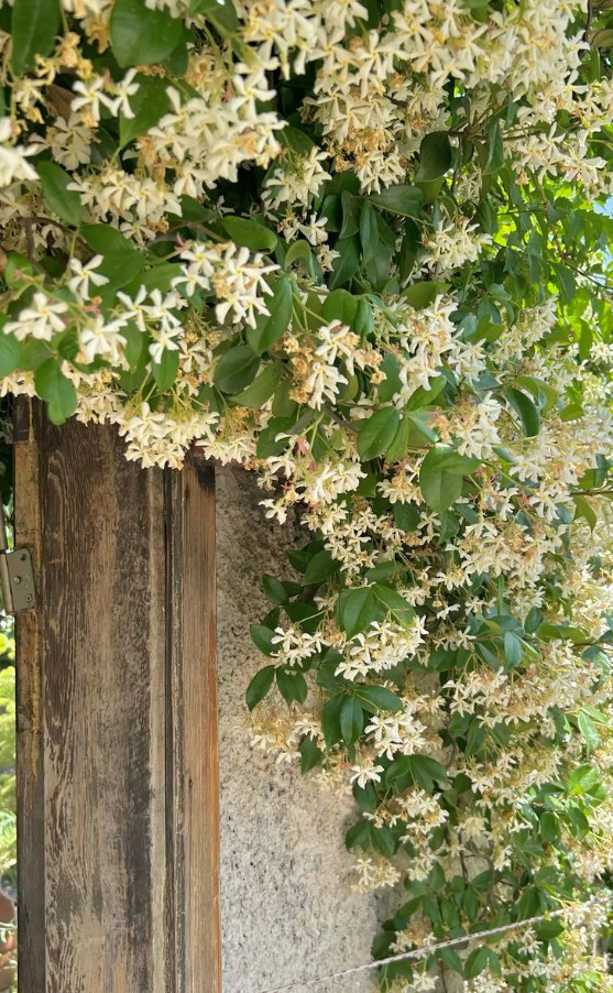 Star Jasmine Vine Live Plant – 1 Gallon Pot – Fragrant White Flowering Vine