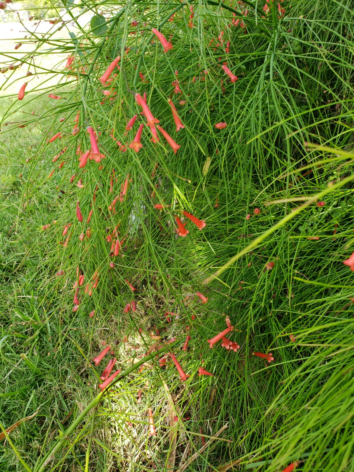 FIRECRACKER FERN Red Flowers Bush Low full green Ground Cover – 10 Cuttings