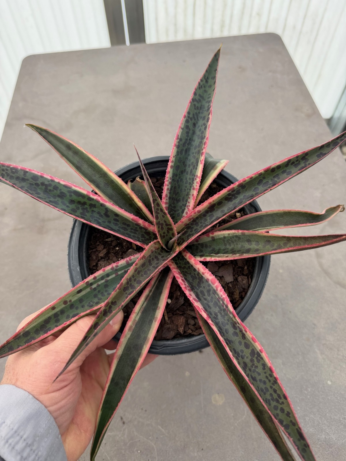 Kaleidoscope Mangave, Rare Agave x Manfreda, Rooted 2+year, 1gal size, 8″w x 5″t