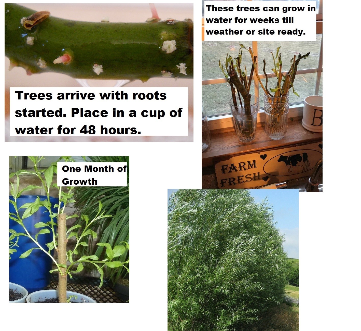 5 Hybrid Aussie Willow Trees – Fast Growing Privacy and Shade – Easy to Grow