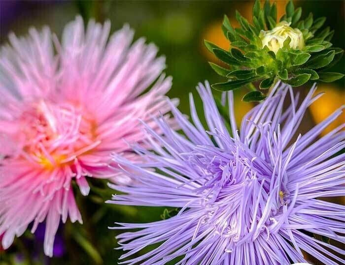 Aster Seeds – Crego Giant Mixture_Heirlooms. 1.gram