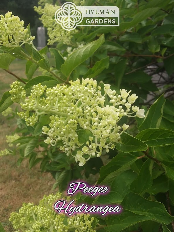 Peegee Hydrangea Tree/Shrub (Hydrangea paniculata ‘Grandiflora’) Multiple Sizes