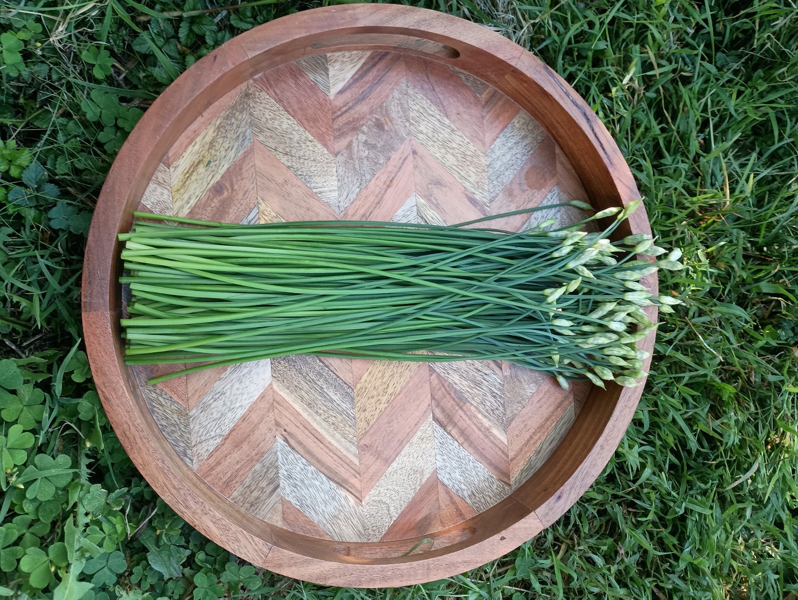 ON SALE 150+ Garlic Chive, Chinese Leek SEEDS, 韭菜种子