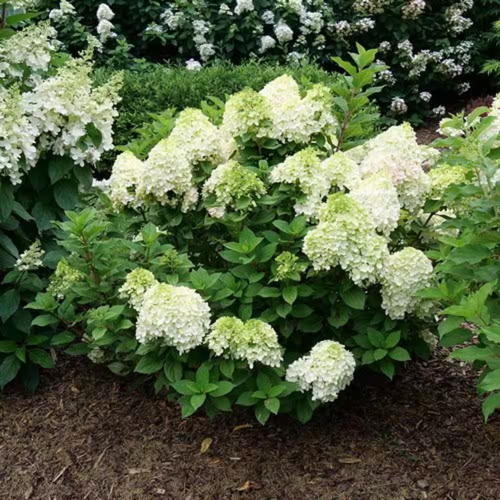 4.5 In. Quart Little Lime Punch Panicle Hydrangea (Paniculata) Live Plant, Shrub