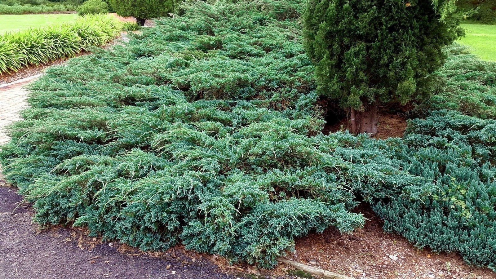 Blue Rug Juniper – Live Plants – 2″ Pots – Juniperus Horizontalis ‘Wiltonii’…