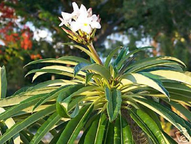 Pachypodium Lamerei rare succulents madagascar palm exotic semi seed 100 SEEDS