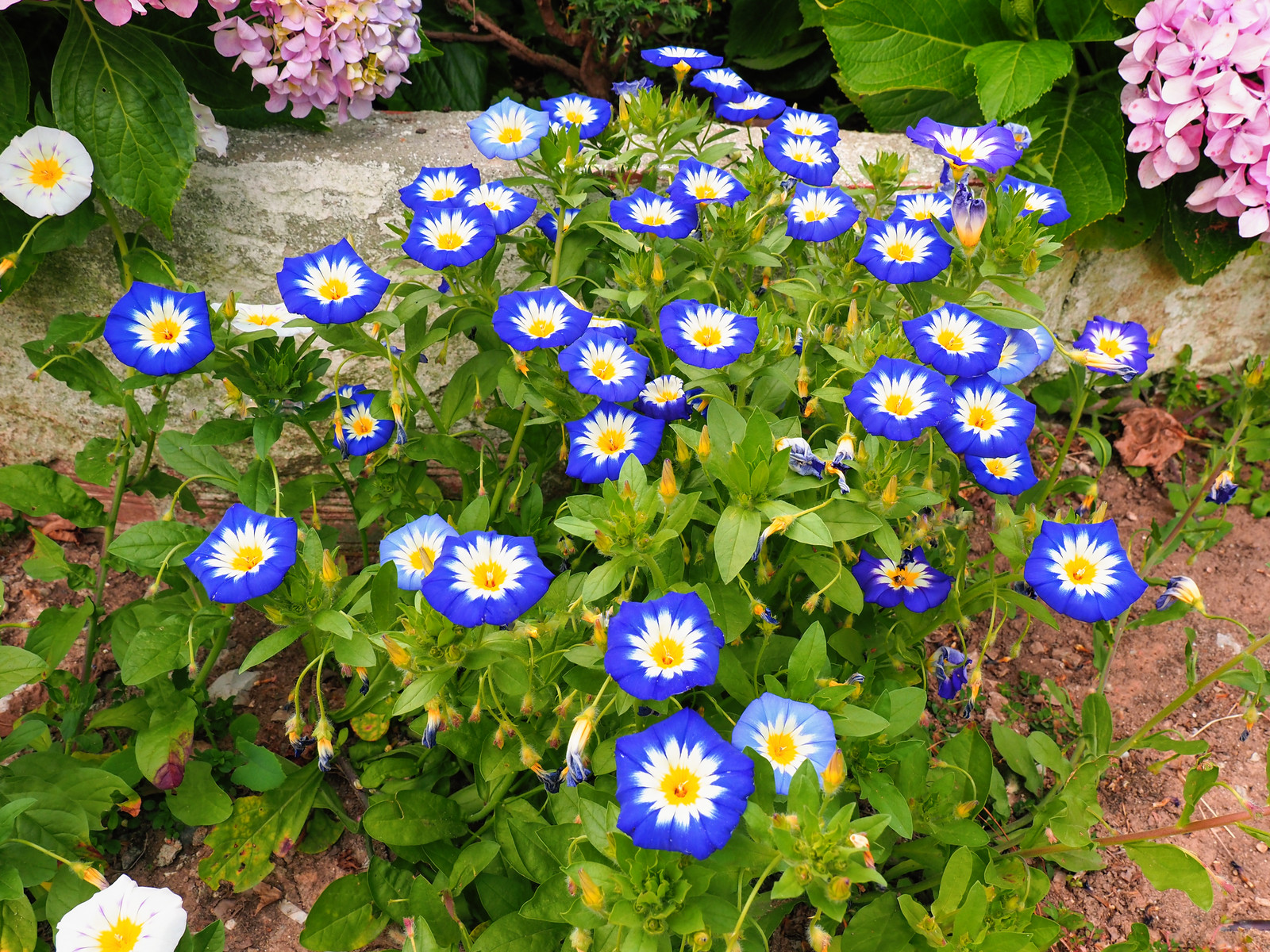 40 Dwarf BLUE FLASH MORNING GLORY Convolvulus Tricolor Violet Flower Vine Seeds