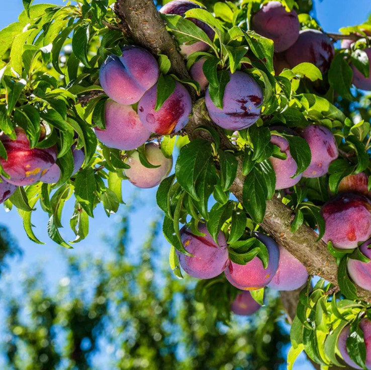 Methley Plum Tree – 2-3ft – 3Gallon – Prunus salicina – Sweet Japanese Plum Tree