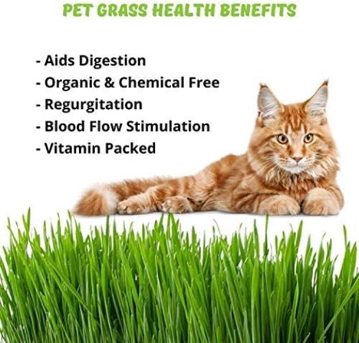 Organic Cat Grass Seeds – Non-GMO Wheatgrass, 12 oz Pet-Friendly Treat