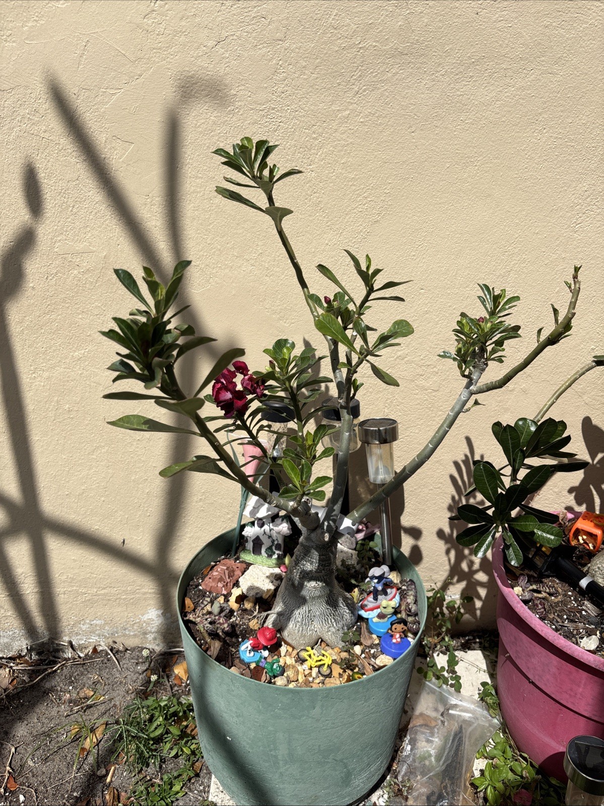purple big bonsai plant with 4 round petals exotic desert rose blooming tree