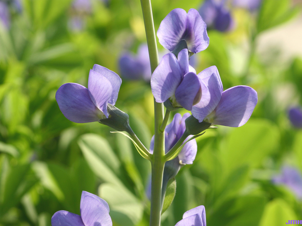 31 SEEDS – indigo, BLUE, PERENNIAL WILDFLOWER GroCo USA – BUY 15-SHIPS FREE