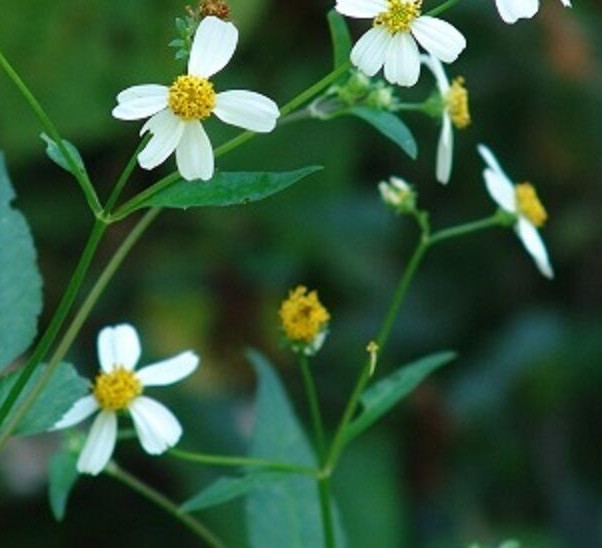 Spanish Needles Seeds (Bidens alba) ✤ 100 Seeds