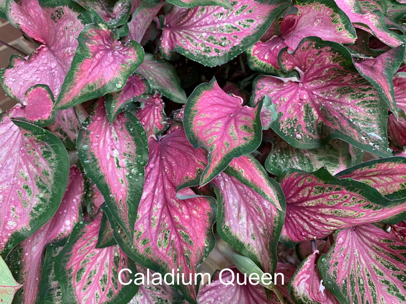Caladium ‘Va Va Violet’ Size #2 (2 Bulbs) (You get 2 bulbs)