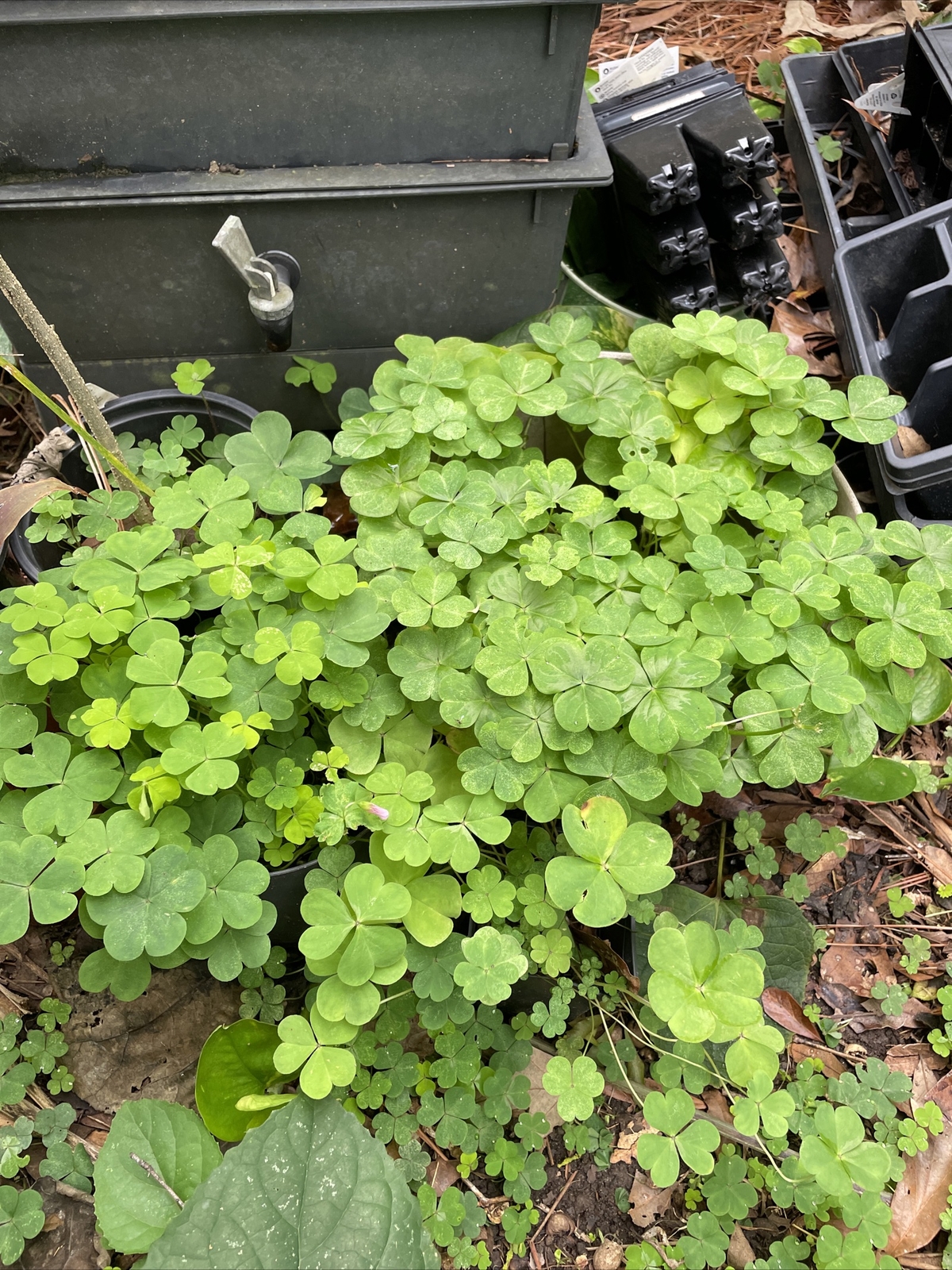 15 Pink Oxalis Wood Sorrel Bulbs- Fresh & Ready To Plant Easy Care